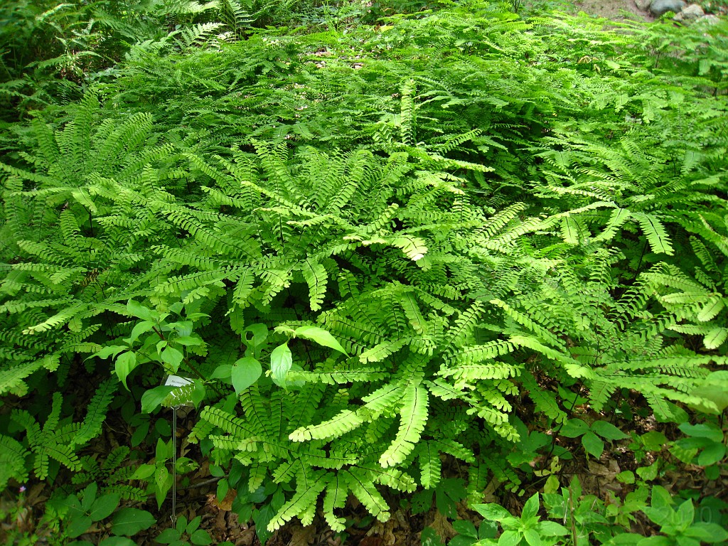 Matthaei Botanical Gardens 2010 0635.jpg - Matthaei Botanical Gardens in Ann Arbor Michigan has several miles of trails that can be enjoyed year round.